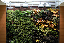 Plants growing near the top of the biowall.